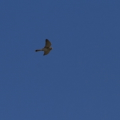 Falco cenchroides at Belconnen, ACT - 29 May 2016 11:54 AM