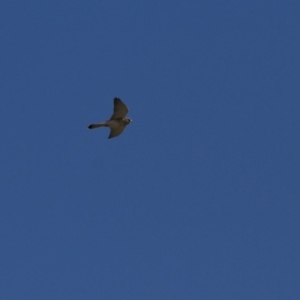 Falco cenchroides at Belconnen, ACT - 29 May 2016 11:54 AM