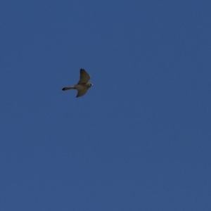 Falco cenchroides at Belconnen, ACT - 29 May 2016