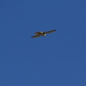 Falco cenchroides at Belconnen, ACT - 29 May 2016 11:54 AM