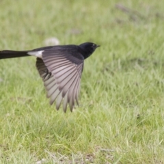 Rhipidura leucophrys (Willie Wagtail) at Belconnen, ACT - 17 Sep 2016 by Alison Milton