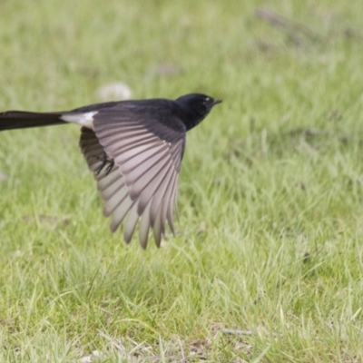 Rhipidura leucophrys (Willie Wagtail) at Belconnen, ACT - 17 Sep 2016 by Alison Milton