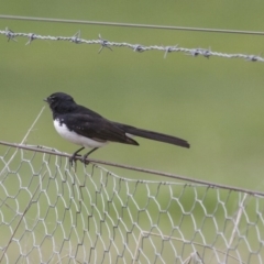 Rhipidura leucophrys at Belconnen, ACT - 17 Sep 2016