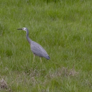 Egretta novaehollandiae at Belconnen, ACT - 17 Sep 2016 11:29 AM