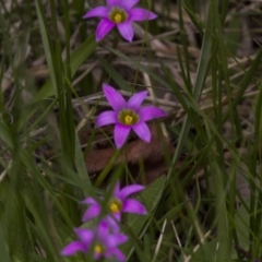 Romulea rosea var. australis (Onion Grass) at Holt, ACT - 17 Sep 2016 by AlisonMilton