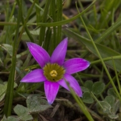 Romulea rosea var. australis at Holt, ACT - 17 Sep 2016 11:40 AM