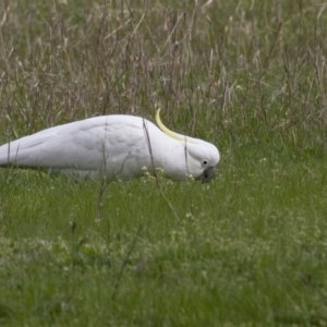 Cacatua galerita at Belconnen, ACT - 17 Sep 2016