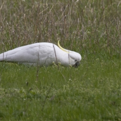 Cacatua galerita (Sulphur-crested Cockatoo) at Belconnen, ACT - 17 Sep 2016 by Alison Milton