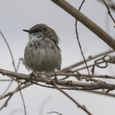 Malurus cyaneus (Superb Fairywren) at Belconnen, ACT - 17 Sep 2016 by Alison Milton