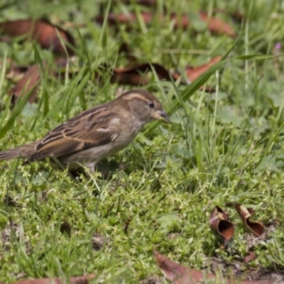 Passer domesticus (House Sparrow) at Belconnen, ACT - 17 Sep 2016 by Alison Milton