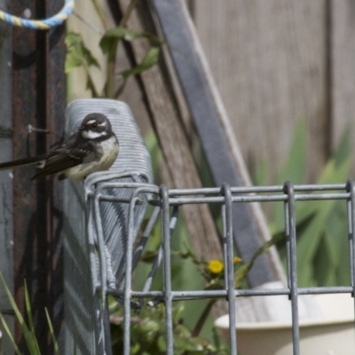 Rhipidura albiscapa (Grey Fantail) at Belconnen, ACT - 17 Sep 2016 by Alison Milton