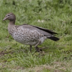 Chenonetta jubata (Australian Wood Duck) at Belconnen, ACT - 17 Sep 2016 by AlisonMilton