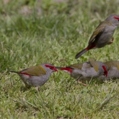 Neochmia temporalis (Red-browed Finch) at Belconnen, ACT - 17 Sep 2016 by AlisonMilton