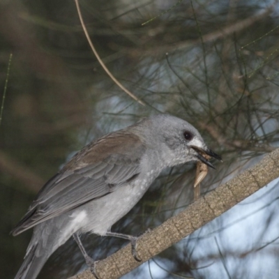 Colluricincla harmonica (Grey Shrikethrush) at Belconnen, ACT - 26 Mar 2016 by Alison Milton