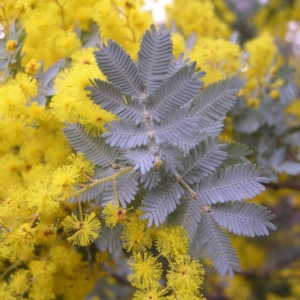 Acacia baileyana at Kambah, ACT - 6 Aug 2017