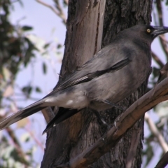 Strepera versicolor (Grey Currawong) at Kambah, ACT - 6 Aug 2017 by MatthewFrawley