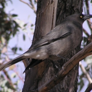 Strepera versicolor at Kambah, ACT - 6 Aug 2017