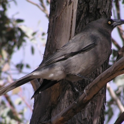 Strepera versicolor (Grey Currawong) at Kambah, ACT - 6 Aug 2017 by MatthewFrawley