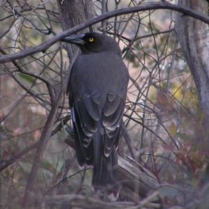 Strepera versicolor at Kambah, ACT - 6 Aug 2017