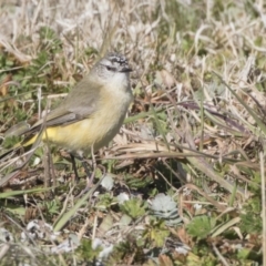 Acanthiza chrysorrhoa (Yellow-rumped Thornbill) at Higgins, ACT - 6 Aug 2017 by AlisonMilton