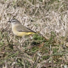 Acanthiza chrysorrhoa at Higgins, ACT - 6 Aug 2017