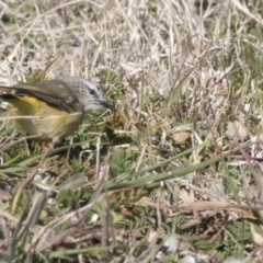 Acanthiza chrysorrhoa at Higgins, ACT - 6 Aug 2017 09:36 AM