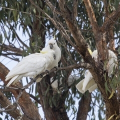 Cacatua galerita (Sulphur-crested Cockatoo) at Higgins, ACT - 6 Aug 2017 by Alison Milton