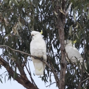 Cacatua galerita at Higgins, ACT - 6 Aug 2017