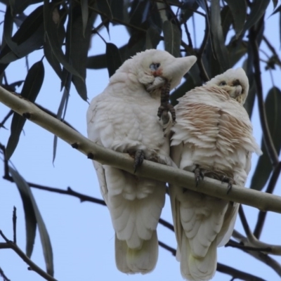 Cacatua sanguinea (Little Corella) at Higgins, ACT - 6 Aug 2017 by Alison Milton