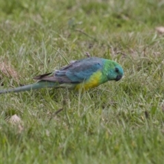 Psephotus haematonotus (Red-rumped Parrot) at Belconnen, ACT - 17 Sep 2016 by Alison Milton