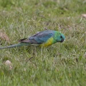 Psephotus haematonotus at Belconnen, ACT - 17 Sep 2016