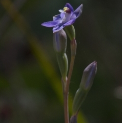 Thelymitra sp. (A Sun Orchid) at Dunlop, ACT - 26 Oct 2014 by AlisonMilton