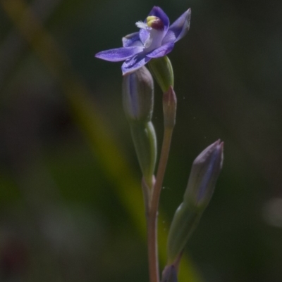 Thelymitra sp. (A Sun Orchid) at Dunlop, ACT - 26 Oct 2014 by AlisonMilton