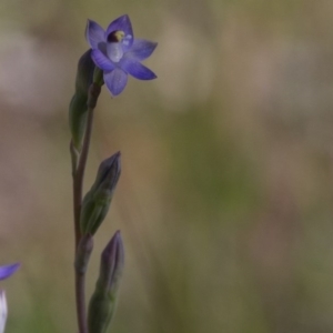 Thelymitra sp. at Dunlop, ACT - 26 Oct 2014