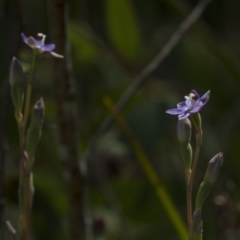 Thelymitra sp. at Dunlop, ACT - 26 Oct 2014