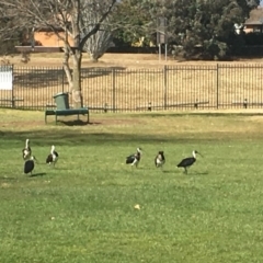 Threskiornis spinicollis (Straw-necked Ibis) at Wanniassa, ACT - 4 Aug 2017 by DionPJ