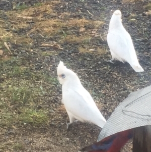 Cacatua sanguinea at Royalla, NSW - 7 Aug 2017