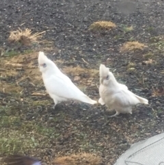 Cacatua sanguinea at Royalla, NSW - 7 Aug 2017