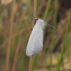 Tipanaea patulella (The White Crambid moth) at Bonython, ACT - 25 Mar 2015 by MichaelBedingfield