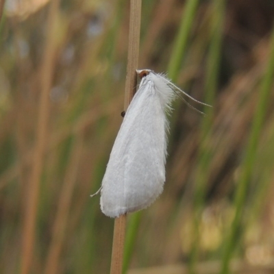 Tipanaea patulella (A Crambid moth) at Bonython, ACT - 25 Mar 2015 by michaelb