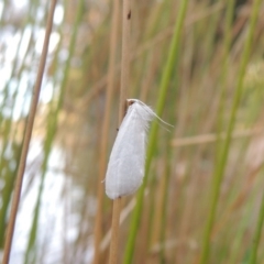 Tipanaea patulella at Bonython, ACT - 25 Mar 2015