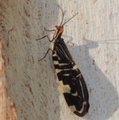 Porismus strigatus (Pied Lacewing) at Bonython, ACT - 25 Mar 2015 by MichaelBedingfield