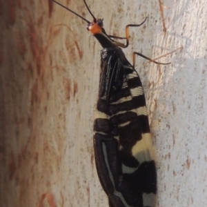 Porismus strigatus at Bonython, ACT - 25 Mar 2015 06:33 PM