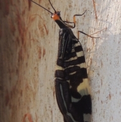 Porismus strigatus at Bonython, ACT - 25 Mar 2015