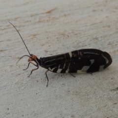 Porismus strigatus at Bonython, ACT - 25 Mar 2015 06:33 PM