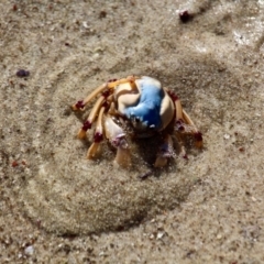 Mictyris longicarpus (Soldier Crab) at Eden, NSW - 6 Aug 2017 by RossMannell