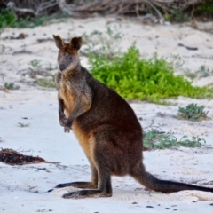 Wallabia bicolor (Swamp Wallaby) at Ben Boyd National Park - 5 Aug 2017 by RossMannell