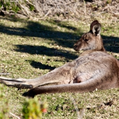 Macropus giganteus (Eastern Grey Kangaroo) at Eden, NSW - 6 Aug 2017 by RossMannell
