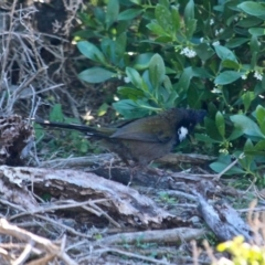Psophodes olivaceus (Eastern Whipbird) at Eden, NSW - 6 Aug 2017 by RossMannell