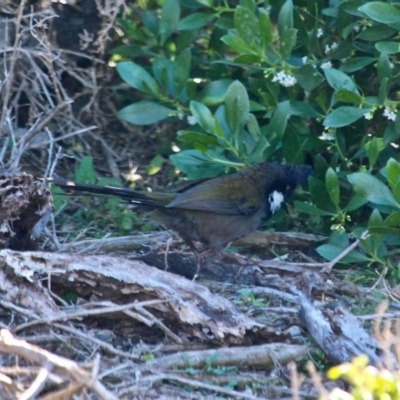 Psophodes olivaceus (Eastern Whipbird) at Eden, NSW - 6 Aug 2017 by RossMannell